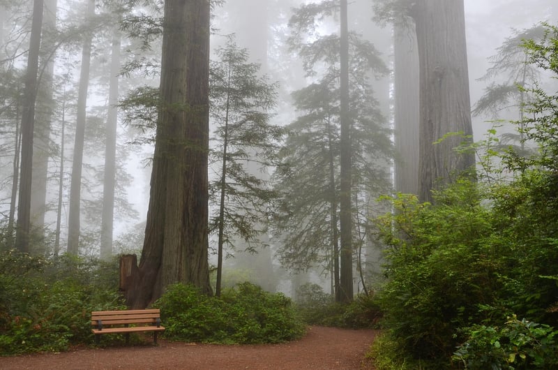 Redwood Forest Wedding